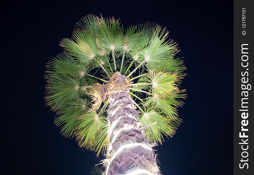 Christmas garlands and light illumination on a palm tree at night. Dubai.