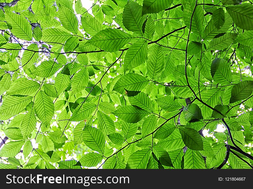 A picture of green leaves in the trees in the summer