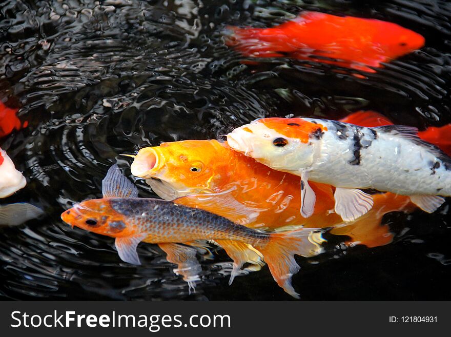 A picture of fish swimming in a koi pond in summer. A picture of fish swimming in a koi pond in summer