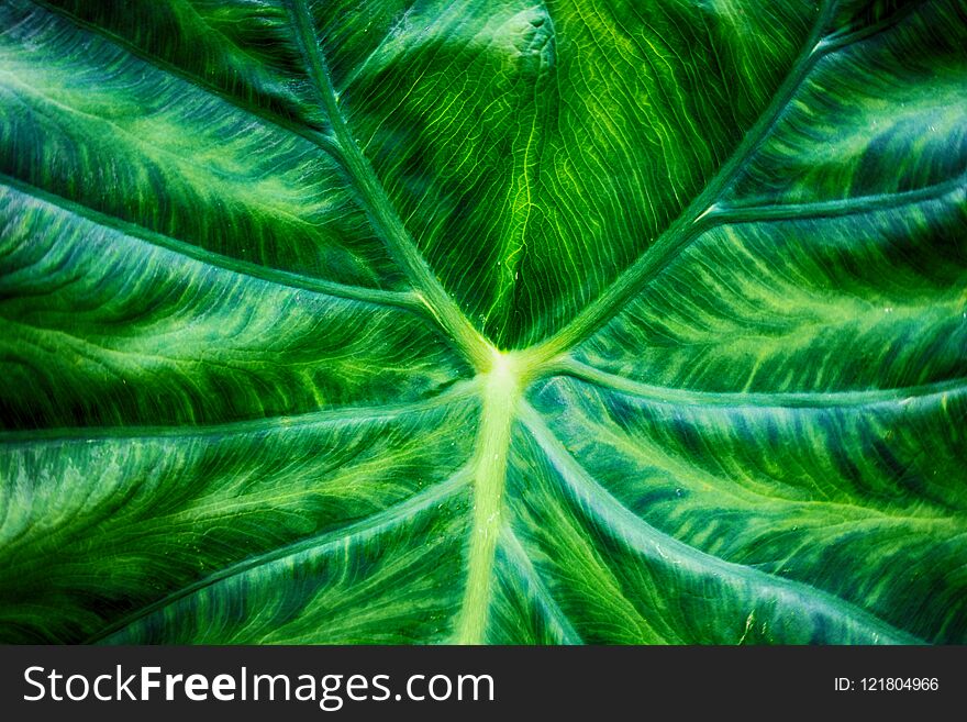 A picture of a closeup of a green leaf in the summer