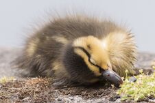 A Sleeping Duckling Royalty Free Stock Images