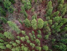 Bones Of The Forest Royalty Free Stock Images Bones Of The Forest Royalty Free Stock Images