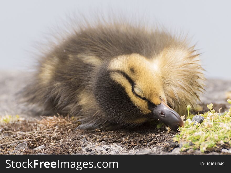 A sleeping duckling beside the Boating Lake on Southampton Common