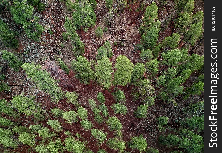 Tall Pine Trees in a Northern Arizona patch of forest. Image captured from an aerial drone at 400 feet in altitude. Tall Pine Trees in a Northern Arizona patch of forest. Image captured from an aerial drone at 400 feet in altitude