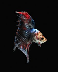 Fighting Fish, Beautiful Fish, Beautiful Color Fighting Fish Siam, Black Background Stock Images