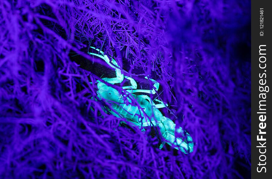 A sand scorpion hiding under a sage plant illuminated by ultraviolet light
