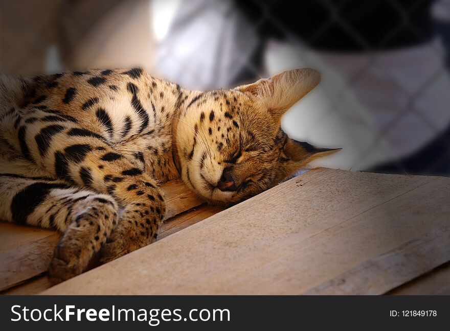 A sleeping serval in hot days