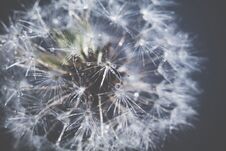White Dandelion With Water Drops Retro Royalty Free Stock Photography