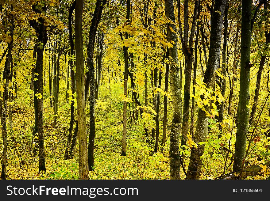 Autumn landscape in the depths of the forest from the hill to the flying leaves of the trees. Background