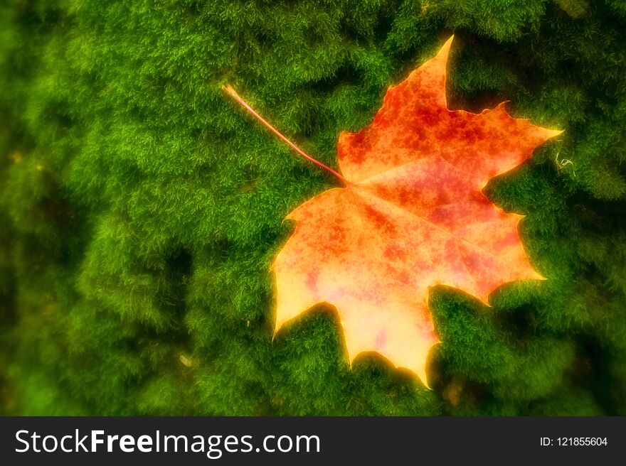 Blurred. Maple leaf reddish yellow lies on the green moss of the tree trunk. Photos were taken on soft lens