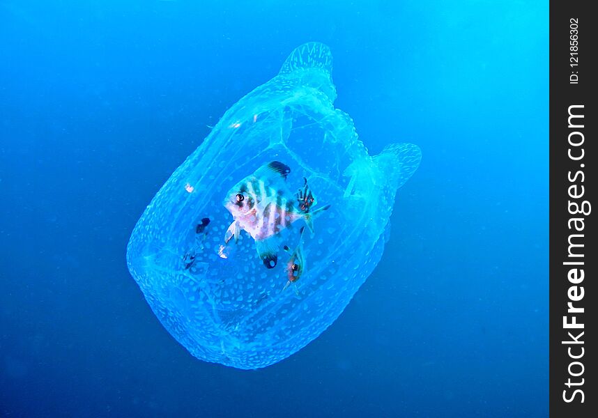 Rare Event, When the Fish stay alive in JellyFish , Thailand. Rare Event, When the Fish stay alive in JellyFish , Thailand