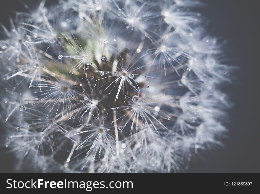 Close up photo of dandelion seeds with water drops, filtered background. Close up photo of dandelion seeds with water drops, filtered background.