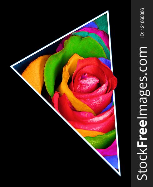 Geometric collage with multi colored rose flower and polygon, decorative background. Geometric collage with multi colored rose flower and polygon, decorative background.
