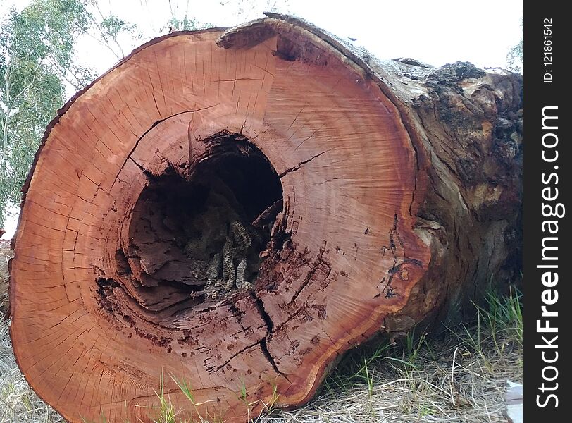 And old be hive inside a fallen tree. And old be hive inside a fallen tree