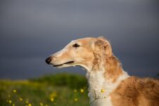 Close-up Image Of Beautiful Dog In The Buttercup Field Royalty Free Stock Photo