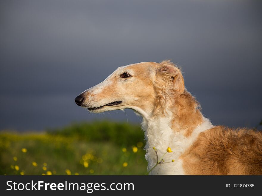 Close-up Image Of Beautiful Dog In The Buttercup Field