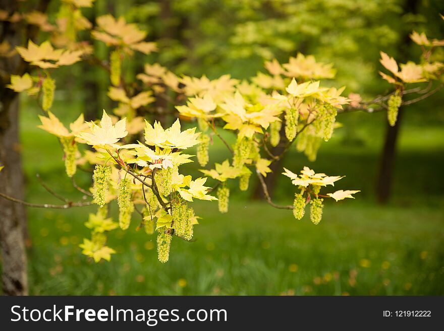 Acer blooming in a park in early spring