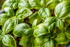Free Growing Basil Plants, Top View. Gardening, Fresh Greens. Royalty Free Stock Photo - 121926425