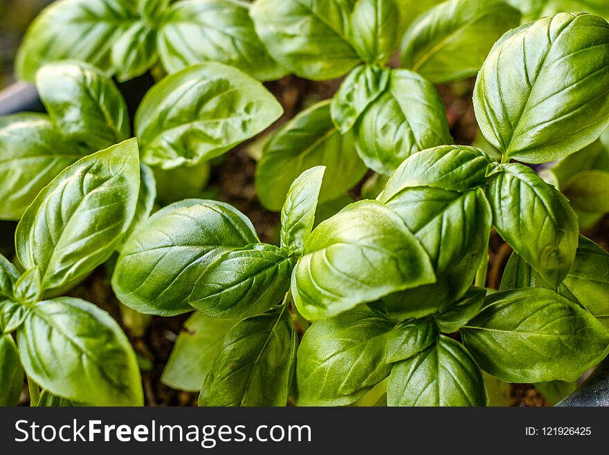 Growing Basil Plants, Top View. Gardening, Fresh Greens.