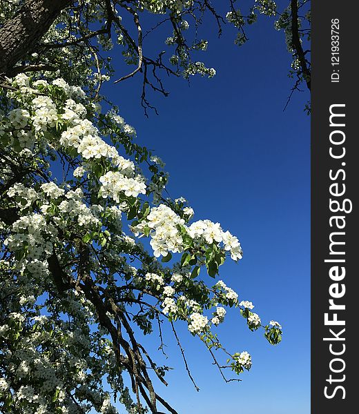 Blue, Sky, Branch, Tree