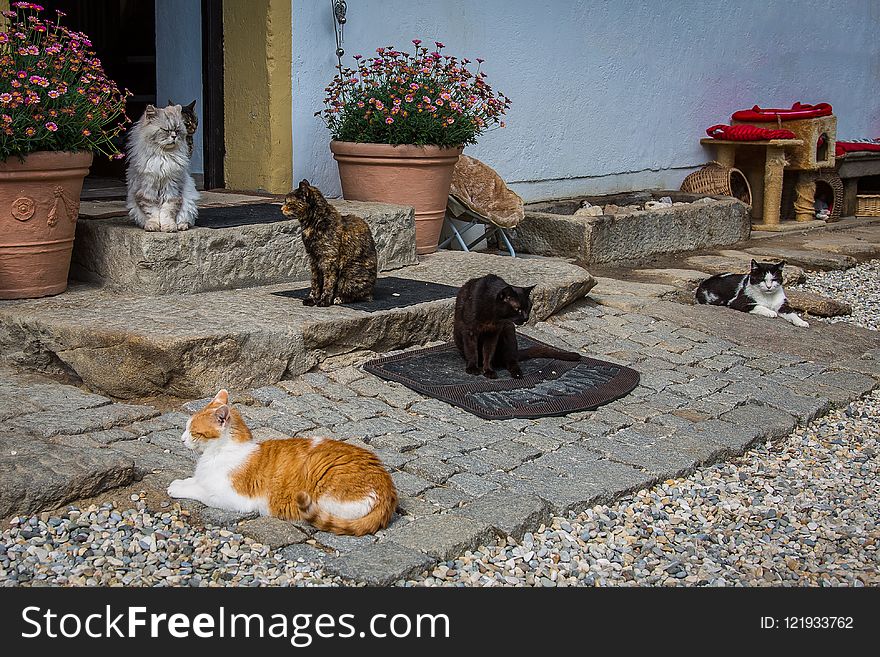 Cat, Small To Medium Sized Cats, Fauna, Cat Like Mammal