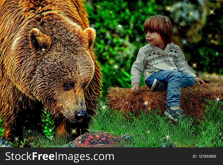 Mammal, Brown Bear, Grizzly Bear, Wildlife