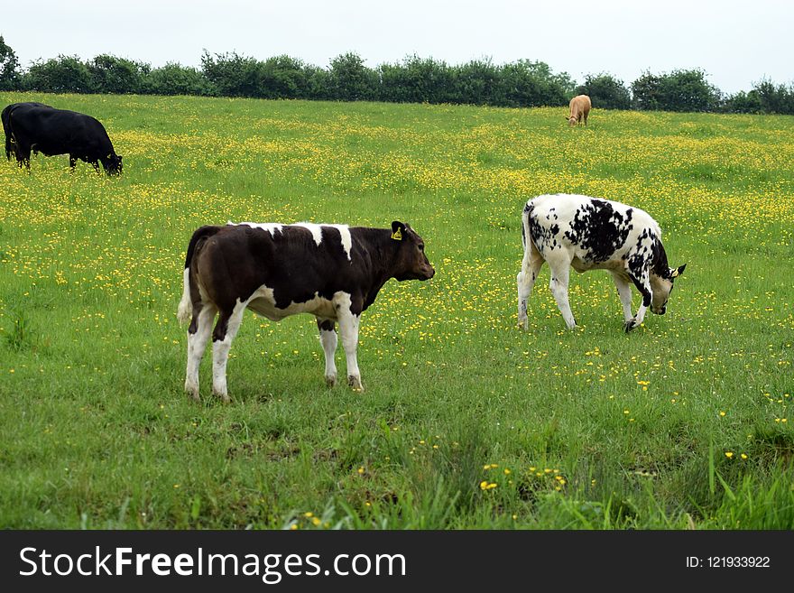 Grassland, Pasture, Cattle Like Mammal, Grazing