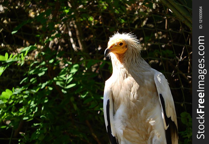 Bird, Bird Of Prey, Beak, Fauna