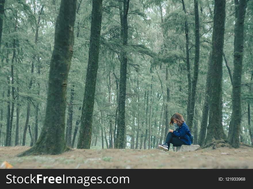 Tree, Nature, Forest, Woodland