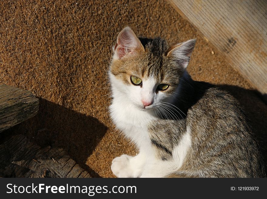 Cat, Fauna, Small To Medium Sized Cats, Whiskers