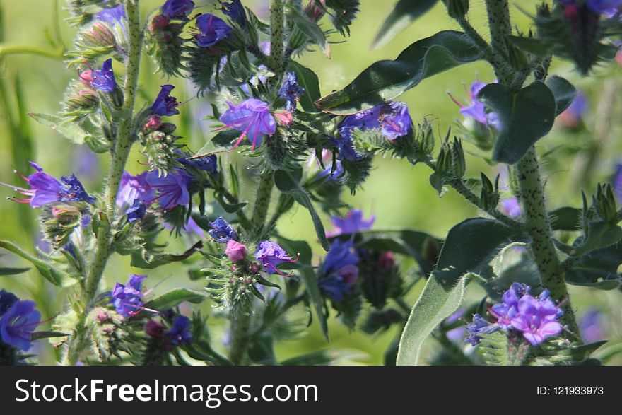 Plant, Purple, Flora, Hyssopus