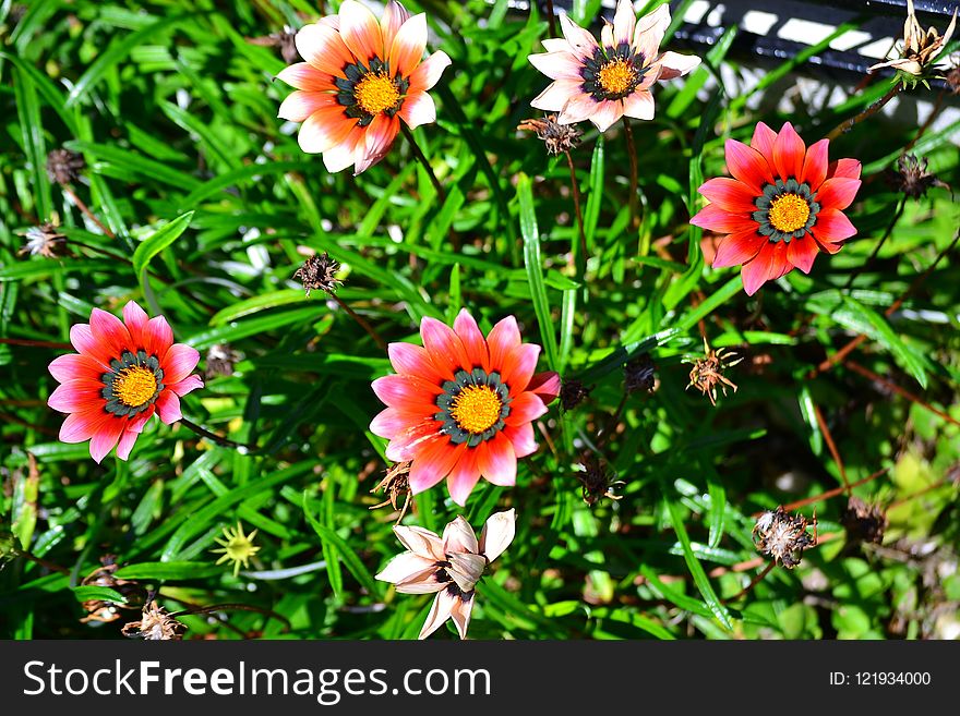 Flower, Plant, Flora, Flowering Plant