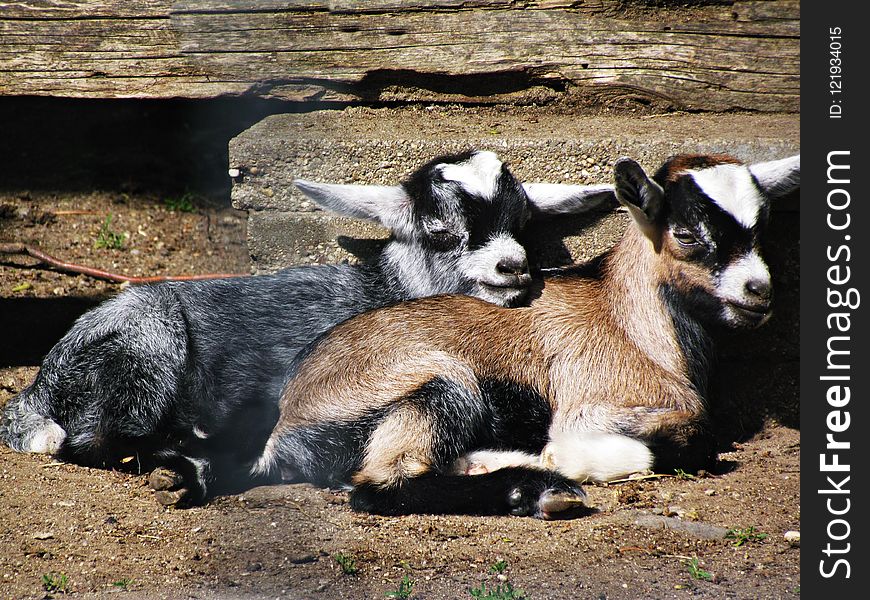 Goats, Goat, Fauna, Livestock