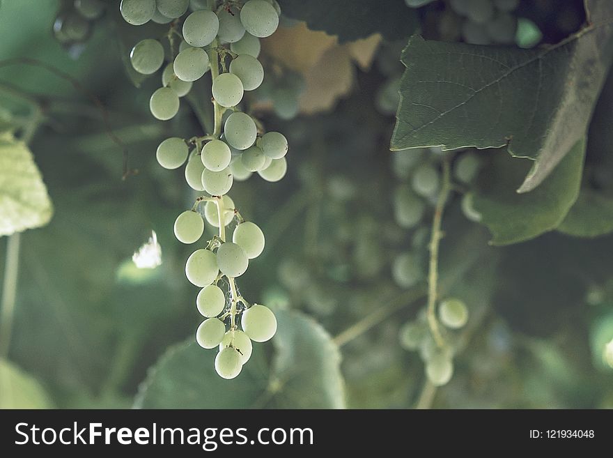 Grapevine Family, Leaf, Grape, Water