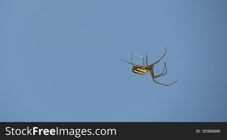 Arachnid, Spider, Invertebrate, Sky