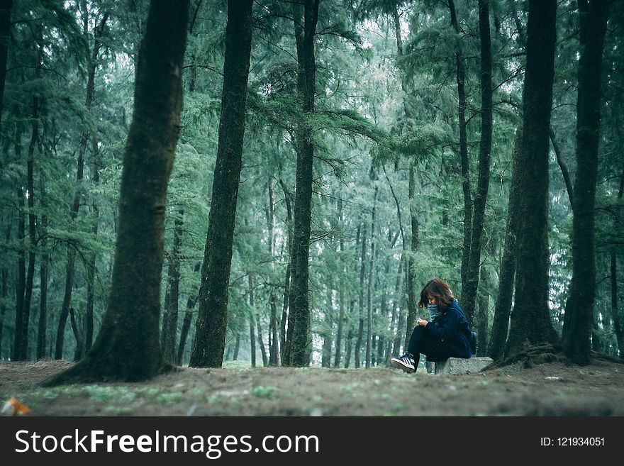 Green, Forest, Nature, Tree