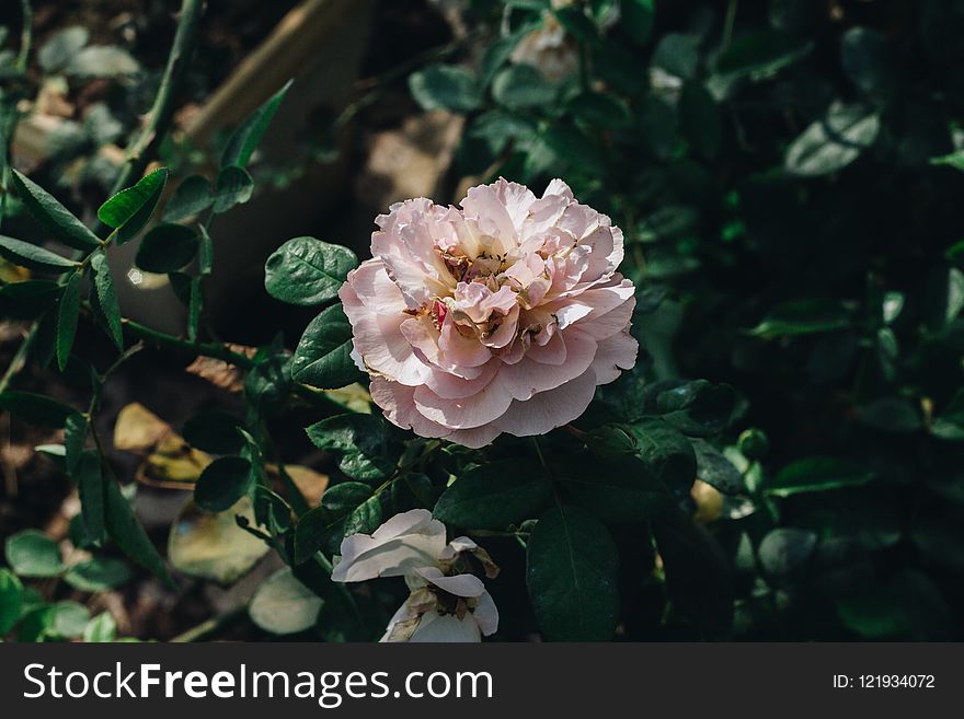 Flower, Rose Family, Plant, Flowering Plant