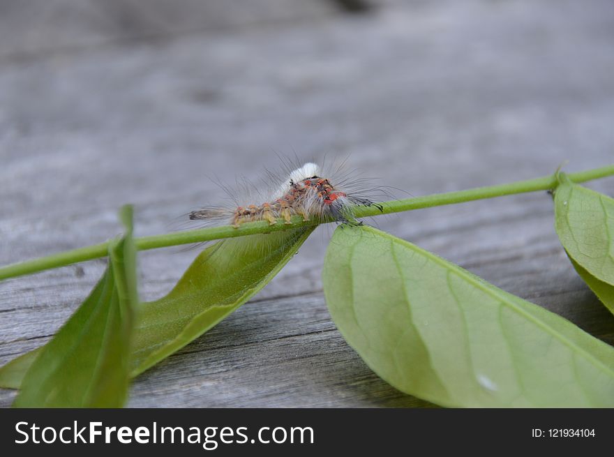Insect, Dragonfly, Leaf, Invertebrate