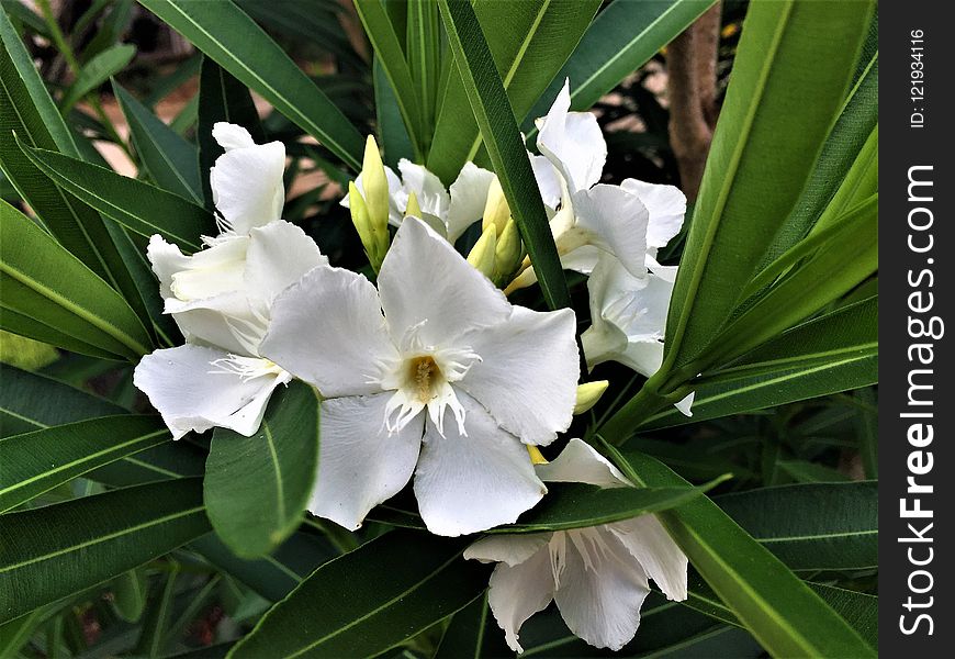 Plant, Flower, Flora, Iris