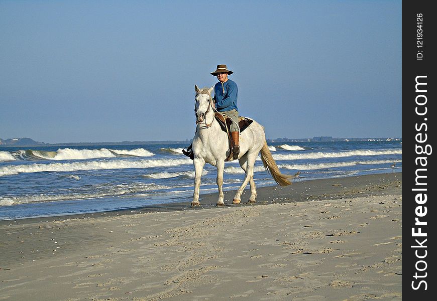Horse, Sea, Horse Like Mammal, Beach