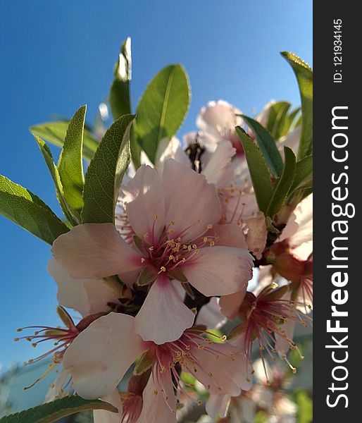 Blossom, Plant, Branch, Spring