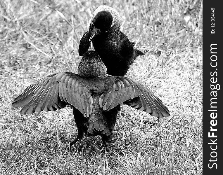 Bird, Black And White, Fauna, Monochrome Photography