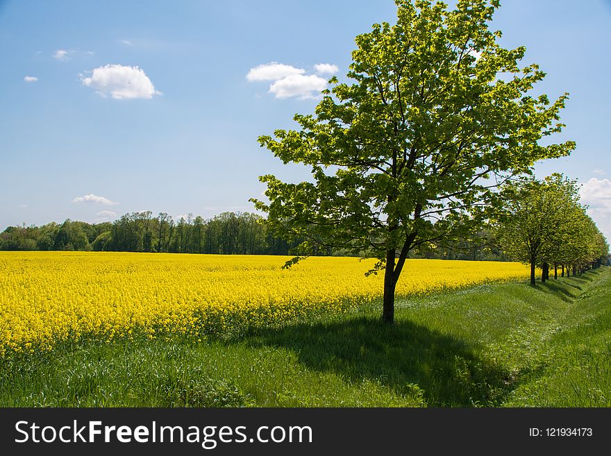 Rapeseed, Field, Yellow, Grassland