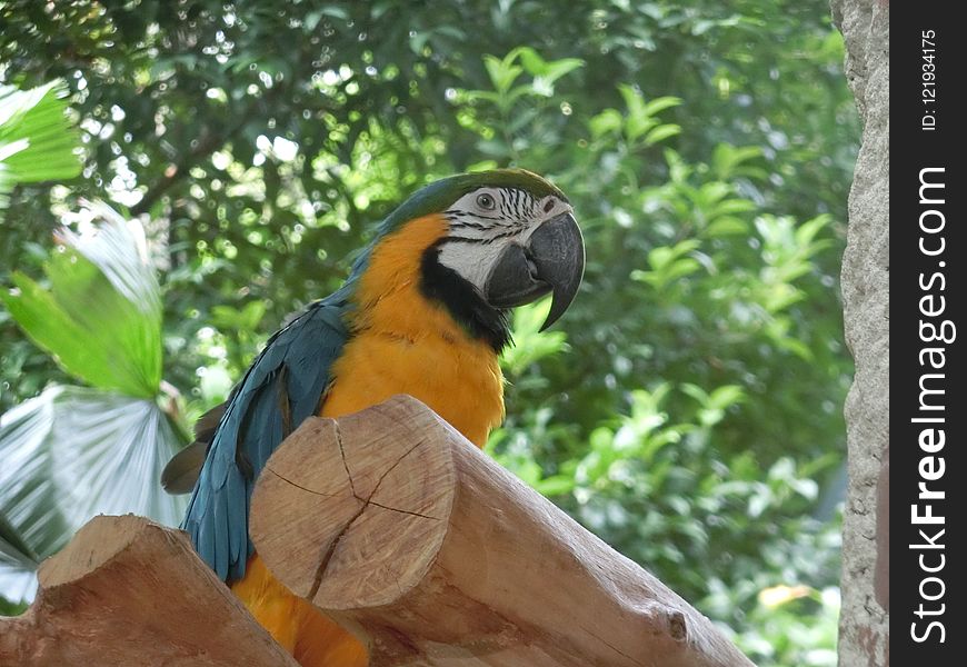 Bird, Macaw, Fauna, Parrot