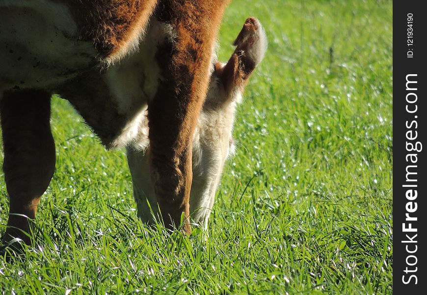 Grass, Fauna, Grazing, Pasture