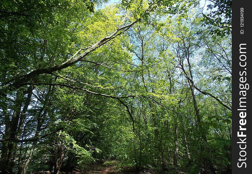 Woodland, Vegetation, Ecosystem, Tree