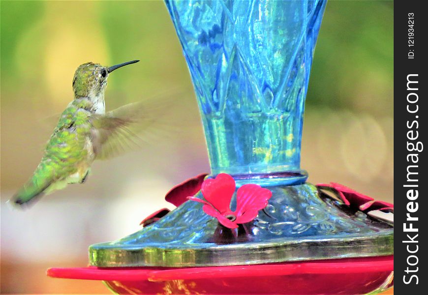 Bird, Hummingbird, Fauna, Beak