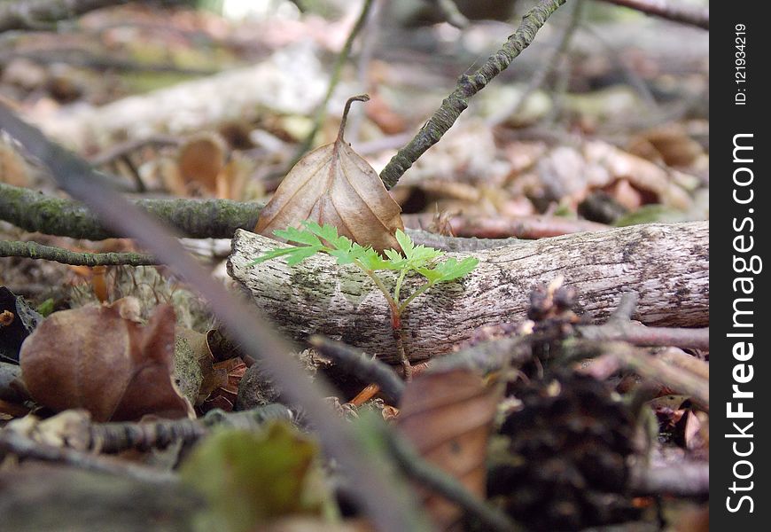 Flora, Branch, Leaf, Plant