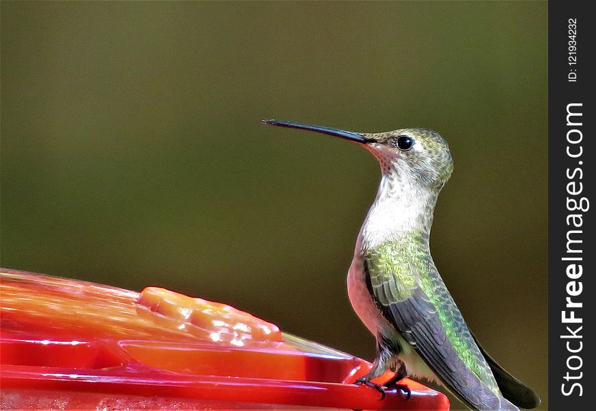 Bird, Hummingbird, Fauna, Beak