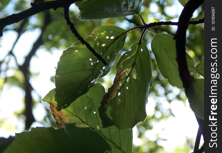 Leaf, Branch, Tree, Plant Pathology